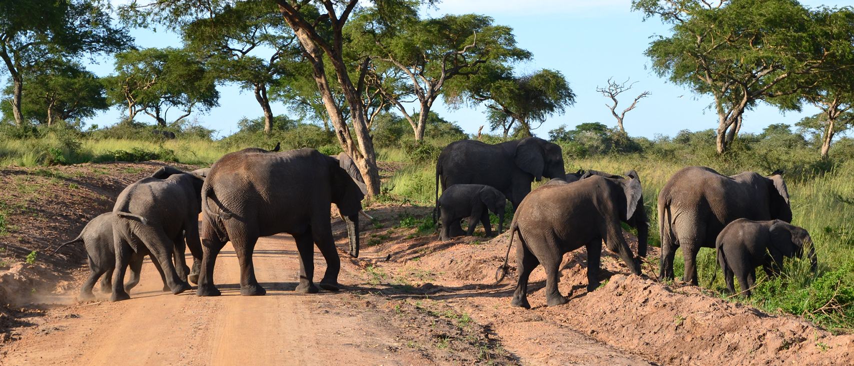 A herd of Elephants crossing the road in Murchison Falls National Park while on a 4 day safari with Elgon Safaris Uganda