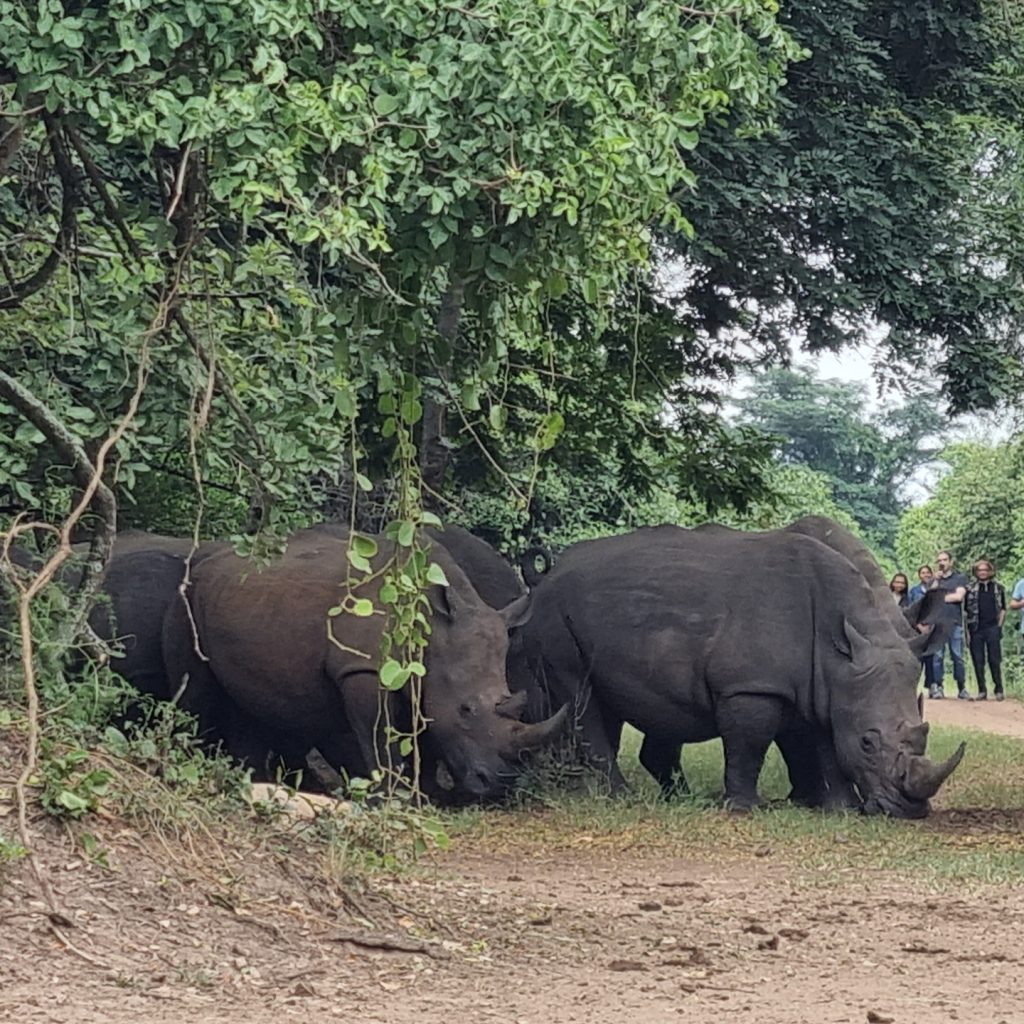 A group of white rhinos spotted at ZiWa rhino sanctuary with Elgon Safaris Uganda