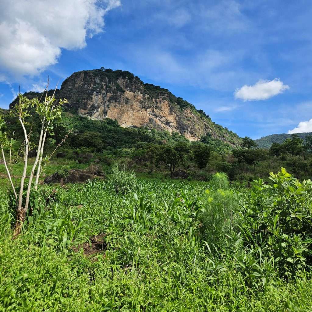 The lush landscape and green scenery on the slopes of Mount Kadam Uganda